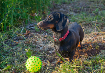 Young smooth black and tan dachshund and ball outdoor