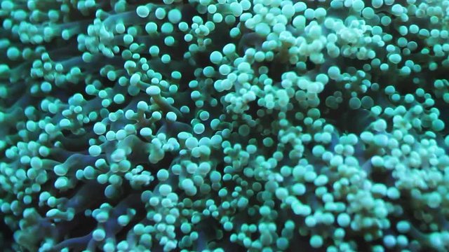 Green soft coral