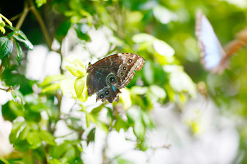 A shallow focus closup image of a beautiful Butterfly