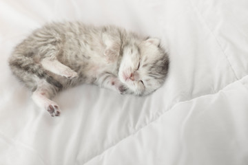 Fototapeta na wymiar Cute tabby kittens lying