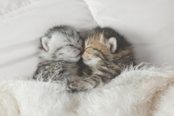 Cute tabby kittens sleeping and hugging