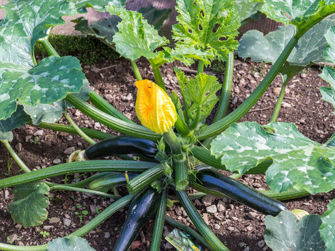 Zuccinipflanze im Garten