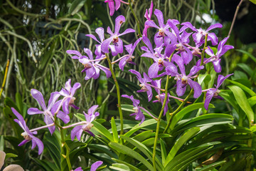 Purple orchid flowers orchid flowers