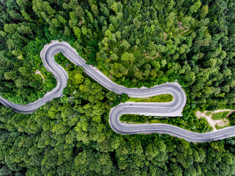 Dense forest with winding road
