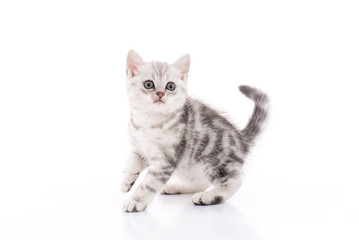 Fototapeta na wymiar Cute American Shorthair kitten