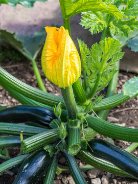 Zucchinibl&uuml;te im Garten