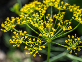 Dill Dolde im Garten