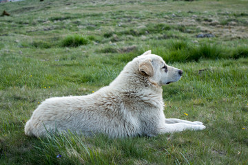 Naklejka premium Mountain dog resting in grass in Bucegi mountains, Bucegi National Park, Romania; summer day