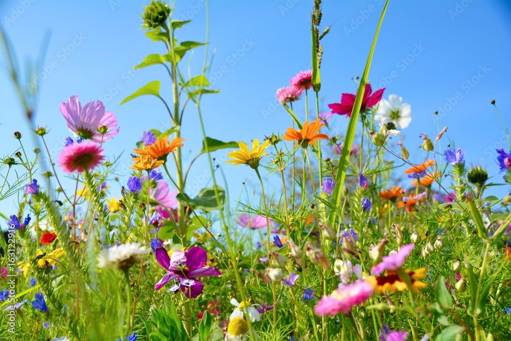 Wall mural Grußkarte - bunte Blumenwiese - Sommerblumen