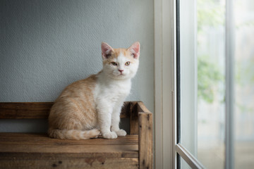 Cute bicolor kitten sitting and looking