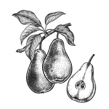 Realistic hand drawing pears.