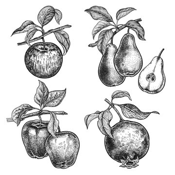 Fruits apples, garnet and pears.