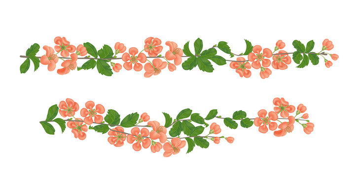 Horizontal branch of quince blossoms. Realistic vector illustration on isolated background.