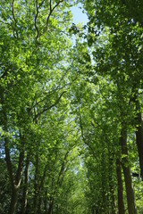 Fototapeta premium Trees
