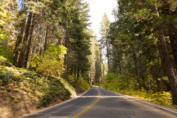 Sequoia National Park