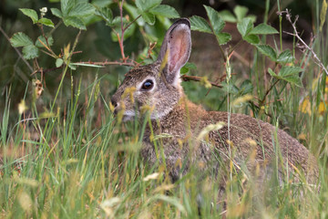 Hübsches Wildkaninchen in seinem natürlichen Habitat