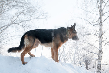 Dog german shepherd on snow