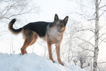 Dog german shepherd on snow