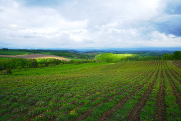 Fototapeta na wymiar Hills / Agriculture area in Hokkaido