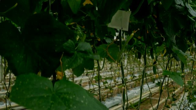 Growing cucumbers in the greenhouse by method of drip irrigation. Smooth camera movement.