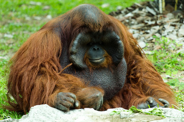 Dominant male orangutan © Saravut
