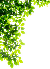 Green leaves on white background.