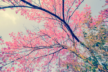 Fototapety  Nature background of beautiful of tree cherry pink flower in spring - vintage pastel color filter
