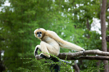 Gibbon sitting alone on the wood