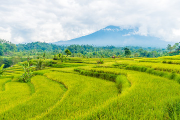 Obraz premium Green rice terrace fields in Bali, Indonesia