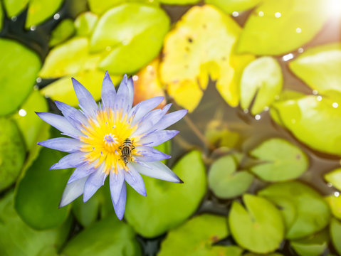 close up lotus flower.flower picture of beautiful purple lotus on the pond with yellow pollen or close up colorful water lily with scientist named Nymphaeaceae (hybrid) isolated on black background