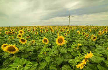 Wind generators in the field of sunflowers and stormy sky with clouds and rain.
