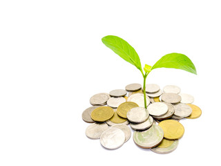 Green tree growing on money coins, isolate on white background and copy  space.