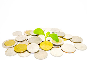Green tree growing on money coins, isolate on white background and copy  space.