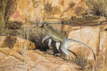 Specie Chlorocebus pygerythrus family of Cercopithecidae