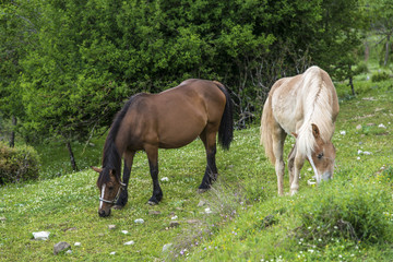 Naklejka na ściany i meble Horses eating grass