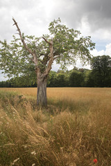 Verwitterter Kirschbaum
