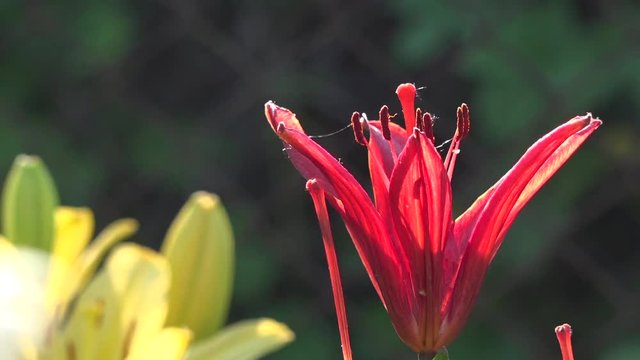 Orange lily in full juice.Fragile, delicate creature.Decorative orange flower, insect lures.