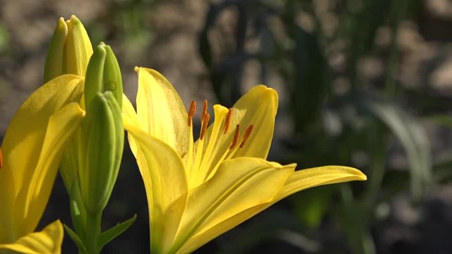  Yellow lily in full juice.Natural and beautiful.Yellow, delicate flower with a pungent odor.