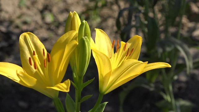  Yellow lily in full juice.Natural and beautiful.Yellow, delicate flower with a pungent odor.