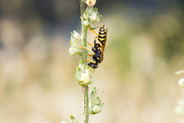 Wasp Standing Upside Down On Wild Plant