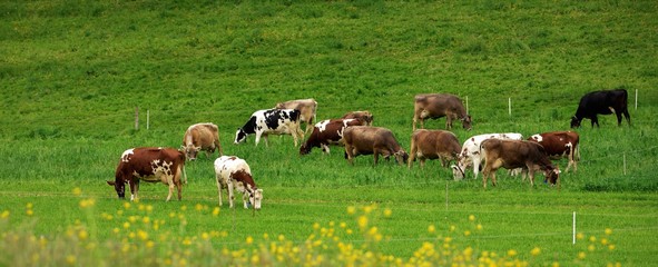 vaches