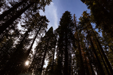 Giant Forest Sequoia National Park