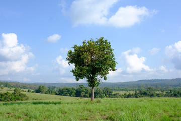 Stand alone tree on green meadow