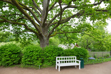Old oak tree in park of the Mikhailovskoye village, Pushkinskiye Gory Reserve, Russia