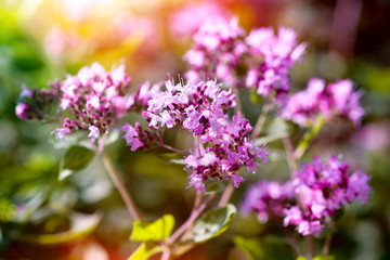 Marjoram oregano flowers and grass in the garden on a sunny day