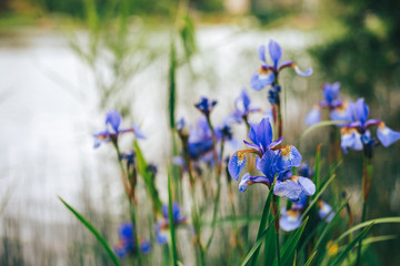 Iris flower close up