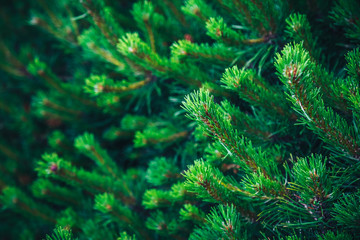 Fir tree brunch close up. Shallow focus. Fluffy fir tree brunch close up. Christmas wallpaper concept. Copy space.