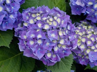Blue hydrangea blossoms, close-up

Blue blossoms of hydrangea (hortensia; Hydrangea macrophylla), numerous in the Breton countryside.