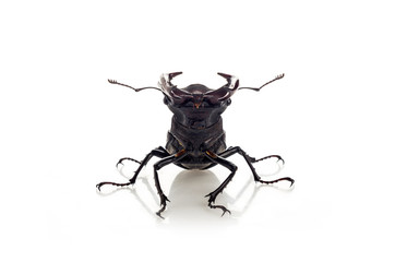 Deer beetle (Lucanus cervus)