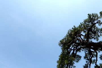 松の空